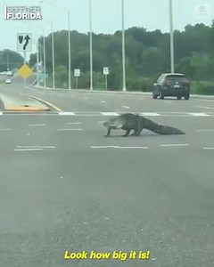 "Look how big it is!" This very large alligator brought traffic to a standstill at a busy intersection in Florida. The reptile eventually made its way safely out of the road. https://abcn.ws/2VMXIs8 | ABC News