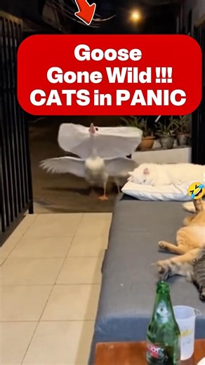 Cats in panic run run run ... 😂 #cat #panic #viral #shorts #scary