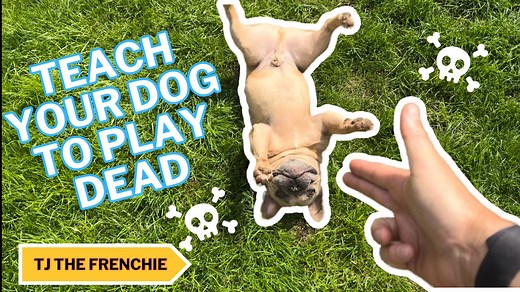 How to teach your dog to play dead - Dog trick tutorial ☠️ I always get asked how I taught TJ to play dead so I thought it make a video so you can all teach your dogs a new trick 😁 #dogtrick #dogtraining #playdead | TJ The Frenchie