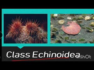 Class echinoidea | Echinoderms
