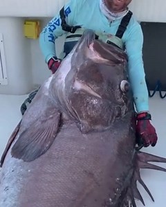 Talk about a saltwater experience ... @blacktiph just landed a 325 pound SEA MONSTER with @capt_jason_boyll_ 💪💪 Find out what makes BlackTipH go at @tom_rowland_podcast 🎧 | Saltwater Experience