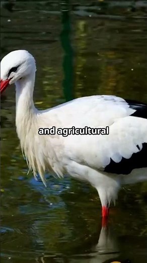 10 Mind Blowing Stork Facts You Didn't Know!