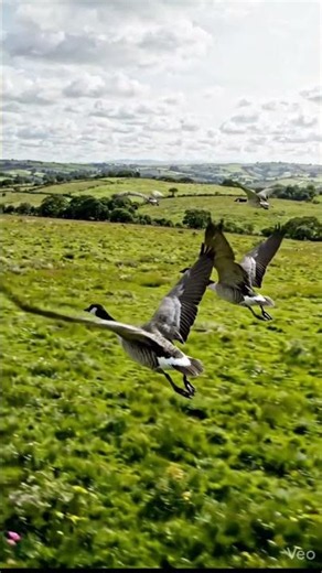 The Migratory Geese 🪿Flight | The Largest Migratory Bird | Wild Big Birds Episode 03