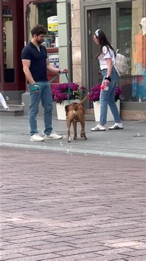 the cutest Boxer male, catching bubbles #shorts #short