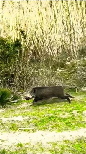 Fast Wild Boar Jump Caught on Camera! 🐗⚡#wildboar #wildlife