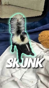 18K views · 1.1K reactions | The cute animal with deadly smell. #viral #tiktok #furyou #cute #animals #skunk | Yetitheabominable | Facebook
