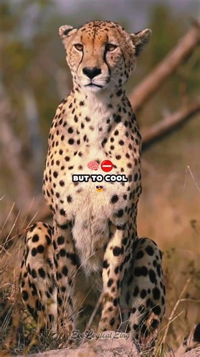 Cheetahs Cook Their Brain During Hunts 🧠 #cheetah #animalfacts #wildlife