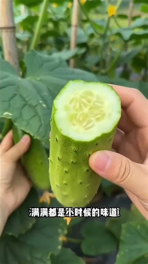 Master Cucumber Farming: Easy Seed to Harvest Guide
