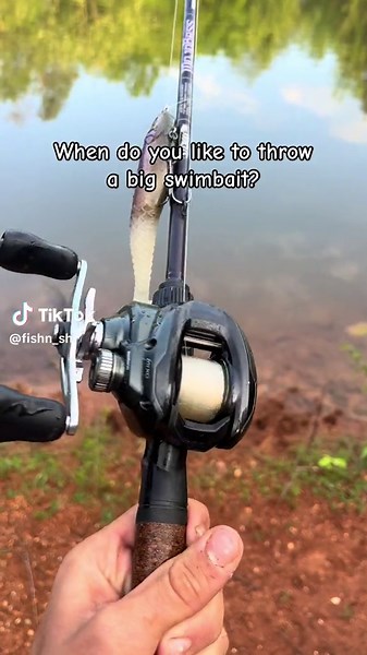 When do you throw a big swimbait?#fishing #fishtok #fishnshi #shimano #stcroix #bestrodsonearth #berkleyfishing #fishingtiktoks @Berkley Fishing @Shimano Fishing @St.CroixRods