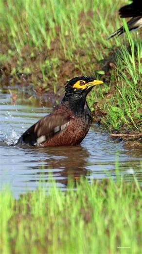 75K views · 10K reactions | Myna birds | 퐍퐚퐭퐮퐫퐞 퐏퐡퐨퐭퐨퐬 퐁퐨퐨퐤 | Facebook