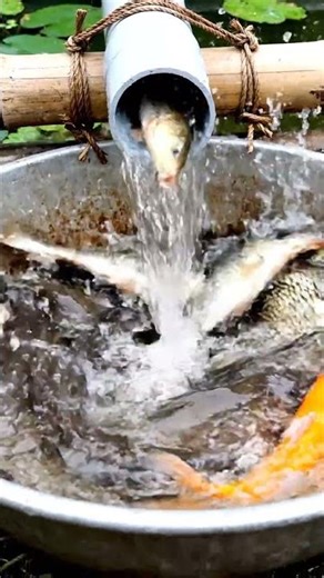 Village people fishing in muddy water #ruralfishing #handfishing #shorts #008