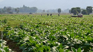 time lapse farmer plant tobacco in farm