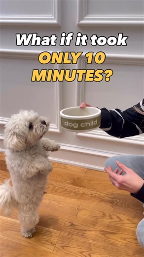 Dog Child on Instagram: "Don’t have time to cook for your dog? What if it only took 10 minutes? Comment “VEGGIE” for this recipe and to try our Mixed Veggie Meal Mix 🍲 If you’ve been curious to try out our Meal Mixes, trial-size bags are shipping FREE all February! Get yours today 🛒 👩‍🍳To make this recipe you’ll need: * 1 lb Lean Ground Chicken * 1 Cup Water * ¾ Cup Apple (Optional) * ½ Cup Cabbage (Optional) * 1 Can of Sardines (unsalted, in water) * 1 ¾ Cup Dog Child Veggie Meal Mix 🥣Dire