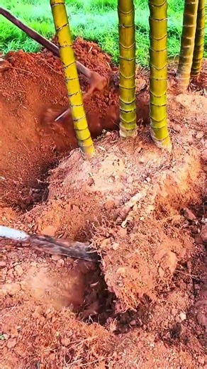 Roots lifted from red earth silence