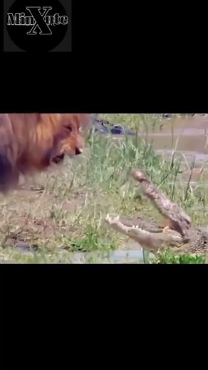 الأسد سكارفيس | أقوي وأخطر أسد عرفة التاريخ الأسد الاسطورة | Scarface Lion King 👑 #عالم_الحيوان