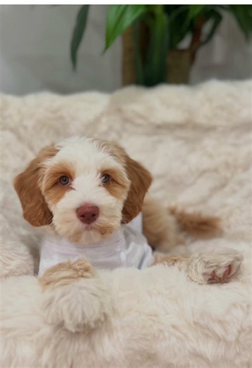 Charlie: The Fashionable Dog with a Latte Lifestyle