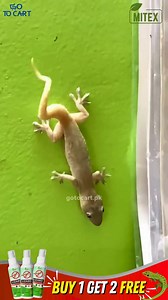 🦎 No matter how clean your home is… lizards still find a way in!🏡 Say hello to 👉 Mitex Lizard Repellent Spray💦 ✅ Effectively drives lizards away ✅ 100% natural ingredients ✅ Odor-free & non-sticky ✅ No toxic chemicals 4.89⭐⭐⭐⭐⭐|49.15K Reviews🗣️ Shop Now👉🏻 https://gotocart.pk/products/lizard-repellent-spray-protect-your-home-from-pest-mite-insects | Go to Cart.pk
