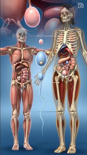 🇺🇸Reproductive System 3d Animation. #anatomy #medicaleducation #education #medical