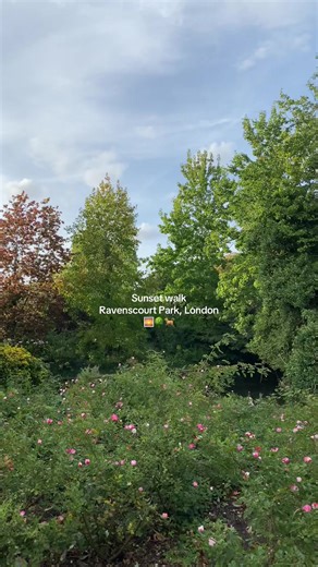 Sunset walk at Ravenscourt Park, London 🌳🌅🐕 #sunsetview #londonparks #londonsunset #londonwalk #foryou