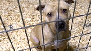 Right now, people across the country are preparing for their Thanksgiving celebrations. But as we gather to eat, countless animals are left to wonder if food will ever come. Help us feed and care for homeless and neglected animals who feel like they've been forgotten. Make a lifesaving gift today. | ASPCA