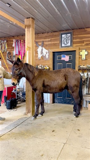 Help us name our 2026 Giveaway Mule. This dark bay yearling John mule is the official 2026 Giveaway Mule for the American Mule & Bluegrass Festival in Shelbyville, Tennessee, and we’ve narrowed it down to four name options for our community to choose from. His official festival name is in your hands. Visit the link in the comments to cast your vote and make your pick official. While you’re there, you can also grab a $5 ticket donation for your chance to win him next September at the Tennessee Wa