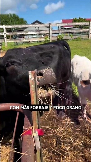 INICIAR UNA VACA FLACA EN ENGORDA 🐂🌽 #vacas #ganado #agro