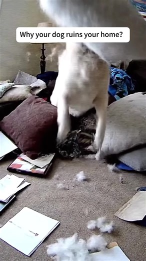 This dog toy makes my dogs no longer bored #cheerble #dog #dogsoftiktok #doglover #doglife