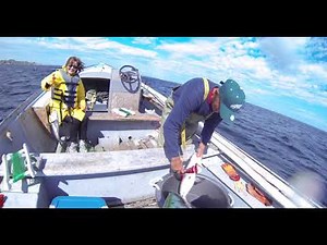 Cod fishing with the hopeful hook in Newfoundland