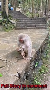The mother's silent mourning speaks to the profound love and vulnerability shared between them. It's a tragic moment that tugs at the heart, showing the raw, emotional side of animal relationships. 😥 #baby #NewsUpdate #monkey #Very #reels #Leo #newborn #cute #milkyway #crying | Monkey Cambodia