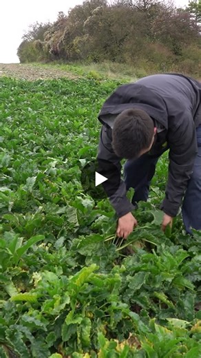 🎥 Du champ… à la sucrerie ! | Cultures Sucre