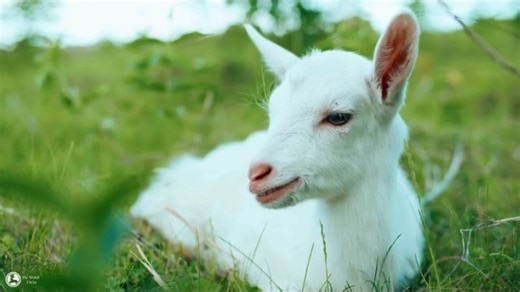 黑狗第3集.Chernyi.Pes...2018--补档 章节2