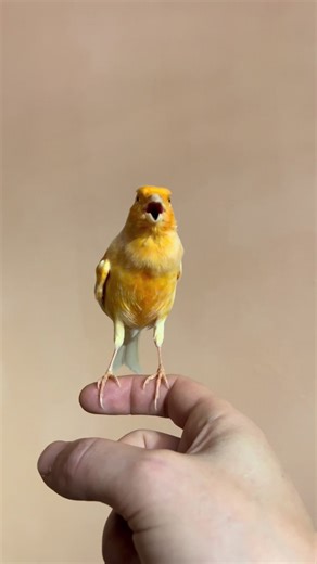 #canary #canarias #birds #canarias🇮🇨 #singing