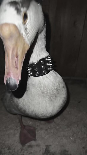 goose_semyon (@goose_semyon)’s video of ozzy osbourne's