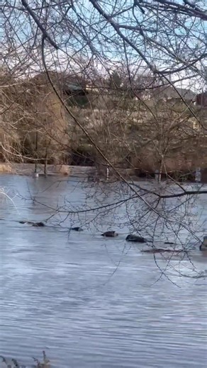 BENTON CITY Here are some clips from the river down near Benton City from this morning. I will be getting more footage throughout the day from other areas please stay tuned. | 509 Media