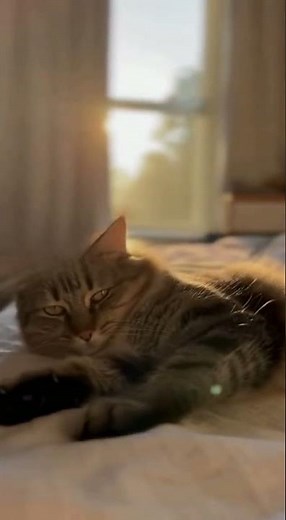 Morning Cat Stretch and Sunshine #cat