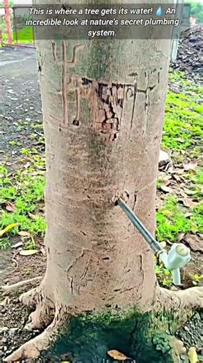 ​A Tree's has Secret Water Source.