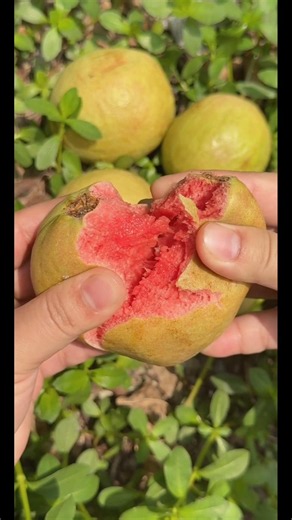 🥭🍎🍊🍓🍍#shorts #nature #fruit #garden #vegetables #foryou #shortvideo #vlog