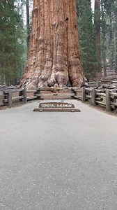 1.6K views · 14 reactions |  THE SHERMAN TREE — THE LARGEST TREE ON...