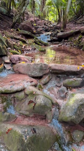 El sonido de la naturaleza… en su estado más puro 🍃
