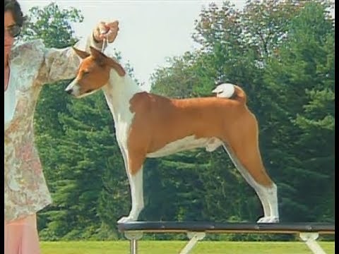 Basenji