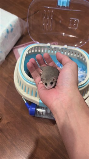 #dormouse #ดอร์เม้าส์กระรอกจิ๋ว💞💞 #กระรอกจิ๋ว