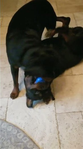 Rottweilers at Play! 🐾 Ball Time Fun You Can’t Stop Watching