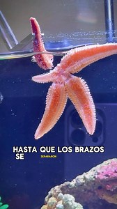¿Sabes por qué las estrellas de mar pierden sus brazos? 🤯 #estrellademar #curiosidades #SabiasQue | DecoTv