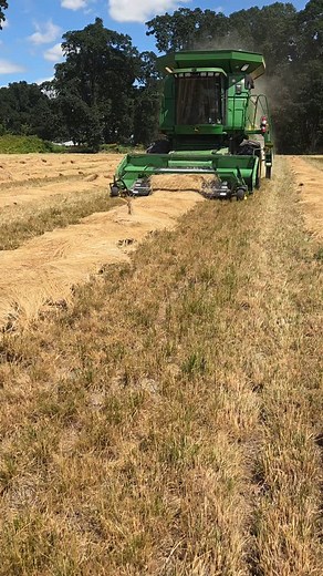 Started Combines in our Tall Fescue today. This is turf type Tall Fescue which means the seed is used for lawns, golf courses, sports fields. We had to do a deep clean of the combines to remove any annual ryegrass seed before starting the Tall Fescue. We run the combines in the heat of the day so the seed comes out easiest. Depending on the weather we start around 11am and will run until the moisture picks up around 9 to 10 pm. #familyfarm #agriculture #oregonagriculture #iversonfamilyfarms #tal