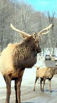 Parc Omega is a unique wildlife safari park in Québec, 🇨🇦