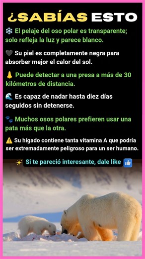 SECRETOS DEL OSO POLAR QUE NADIE TE CUENTA 🐻‍❄️😱 ¿SABÍAS ESTO?