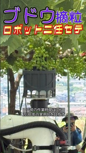【ロボット】ブドウの摘粒はロボットにお任せ 熟練者並みの精度で作業
