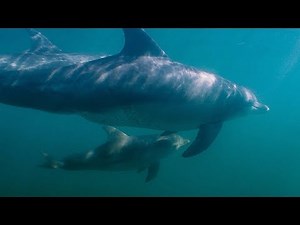 Dolphin Attempts to Kidnap Other Dolphin's Calf | BBC Earth