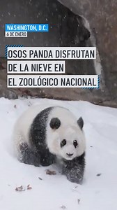 Osos panda disfrutan de la nieve en el Zoológico Nacional en Washington D.C. | Telemundo Houston