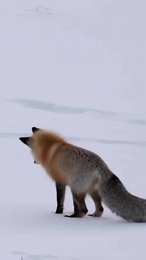 Amazing Red Fox Jumping in Yellowstone National Park